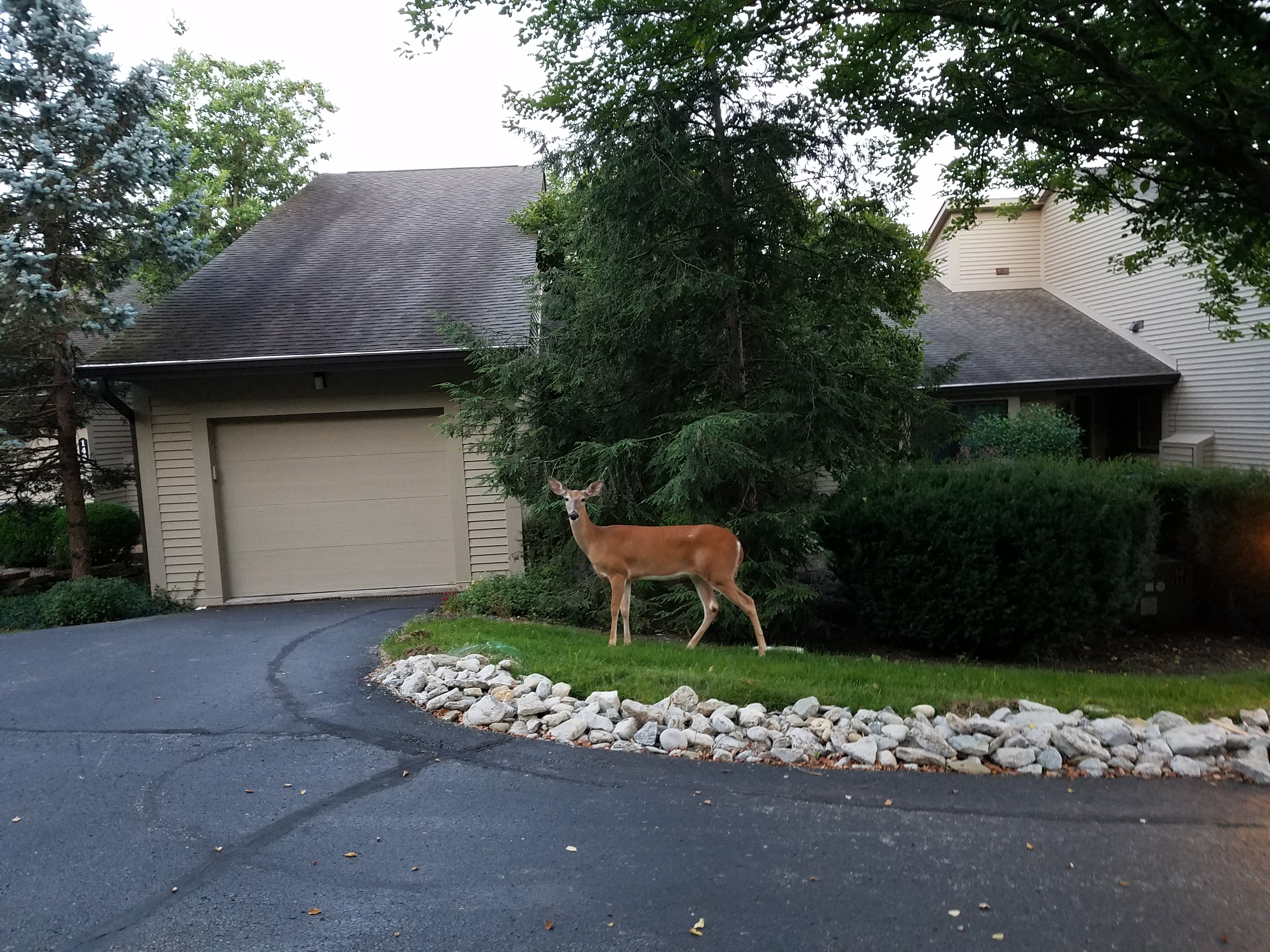 Deer
