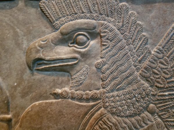 bird head