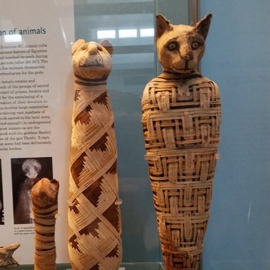 cat mummies