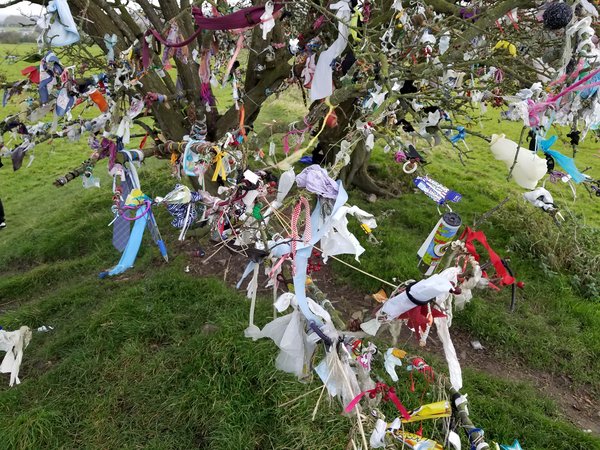 fairy tree
